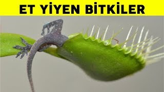 Teleferit Et Yiyen Çiçek